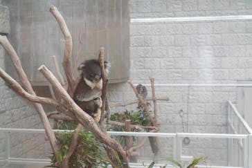 淡路ファームパーク イングランドの丘に投稿された画像（2025/5/25）