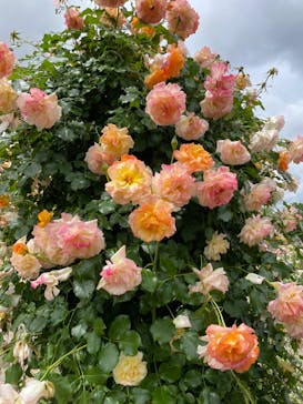 ぎふワールド・ローズガーデンに投稿された画像（2025/5/25）