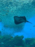 仙台うみの杜水族館に投稿された画像（2025/5/25）