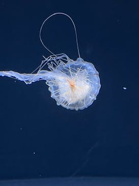 サンシャイン水族館に投稿された画像（2025/5/25）