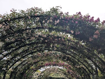 横浜イングリッシュガーデンに投稿された画像（2025/5/25）