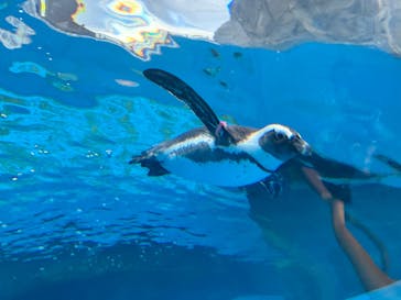 横浜・八景島シーパラダイスに投稿された画像（2025/5/25）