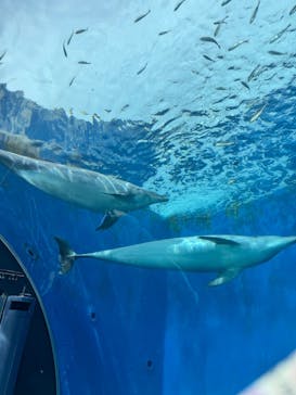 横浜・八景島シーパラダイスに投稿された画像（2025/5/25）