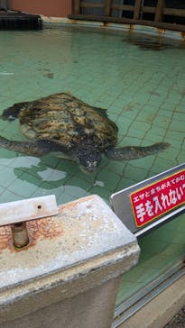 下田海中水族館に投稿された画像（2025/5/25）