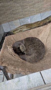 下田海中水族館に投稿された画像（2025/5/25）