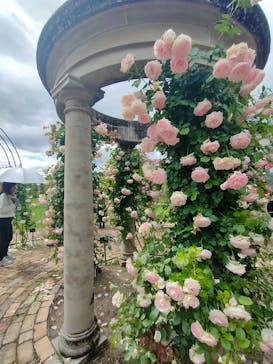 ぎふワールド・ローズガーデンに投稿された画像（2025/5/25）