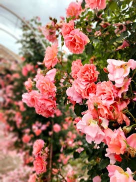 ぎふワールド・ローズガーデンに投稿された画像（2025/5/25）