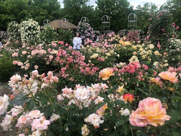 ぎふワールド・ローズガーデンに投稿された画像（2025/5/25）