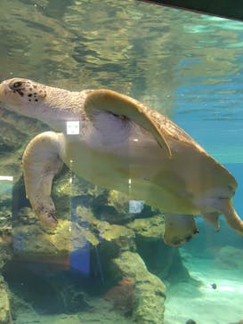 名古屋港水族館に投稿された画像（2025/5/25）