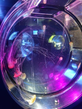 名古屋港水族館に投稿された画像（2025/5/25）