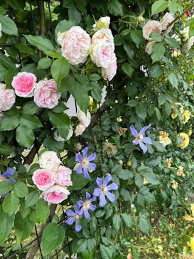 京成バラ園に投稿された画像（2025/5/25）