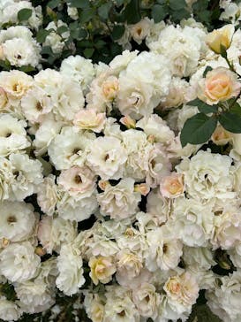 京成バラ園に投稿された画像（2025/5/25）