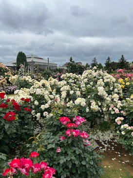 京成バラ園に投稿された画像（2025/5/25）