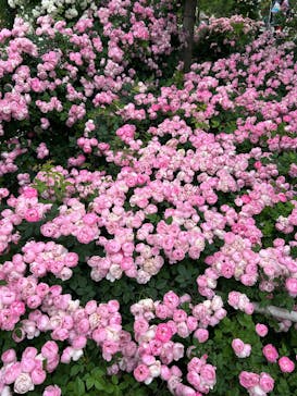 京成バラ園に投稿された画像（2025/5/25）