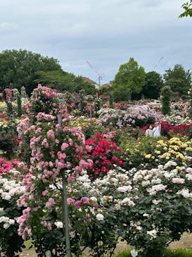 京成バラ園に投稿された画像（2025/5/25）