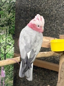 ダチョウ王国石岡ファームに投稿された画像（2025/5/25）