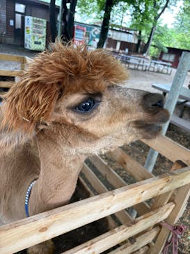 ダチョウ王国石岡ファームに投稿された画像（2025/5/25）