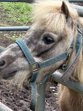 ダチョウ王国石岡ファームに投稿された画像（2025/5/25）