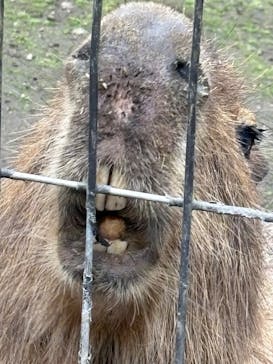ダチョウ王国石岡ファームに投稿された画像（2025/5/25）