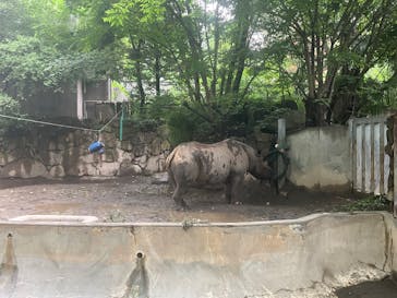 恩賜上野動物園に投稿された画像（2025/5/26）