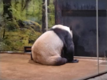 恩賜上野動物園に投稿された画像（2025/5/26）