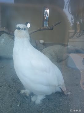 恩賜上野動物園に投稿された画像（2025/5/26）