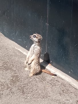 恩賜上野動物園に投稿された画像（2025/5/26）