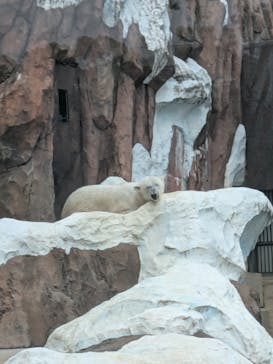 恩賜上野動物園に投稿された画像（2025/5/26）