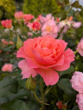 ぎふワールド・ローズガーデンに投稿された画像（2025/5/26）