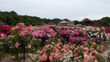 ぎふワールド・ローズガーデンに投稿された画像（2025/5/26）