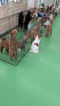 つくばわんわんランドに投稿された画像（2025/5/26）