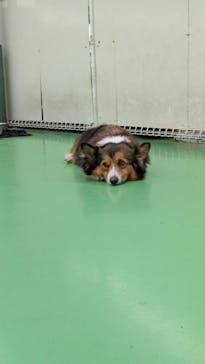 つくばわんわんランドに投稿された画像（2025/5/26）