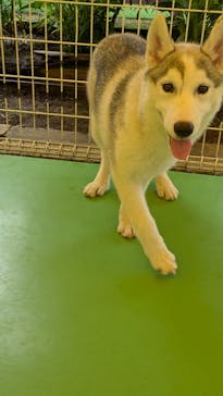 つくばわんわんランドに投稿された画像（2025/5/26）