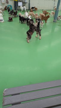 つくばわんわんランドに投稿された画像（2025/5/26）