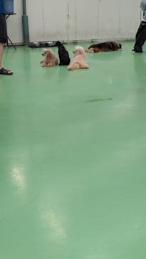 つくばわんわんランドに投稿された画像（2025/5/26）