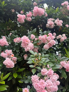 横浜イングリッシュガーデンに投稿された画像（2025/5/26）