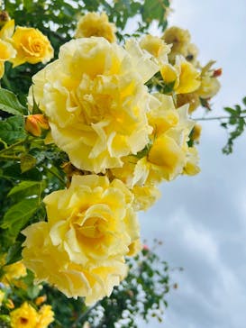 ぎふワールド・ローズガーデンに投稿された画像（2025/5/26）