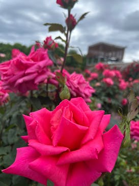 ぎふワールド・ローズガーデンに投稿された画像（2025/5/26）