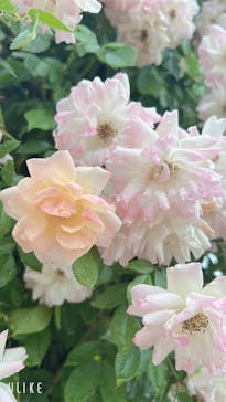 ぎふワールド・ローズガーデンに投稿された画像（2025/5/26）