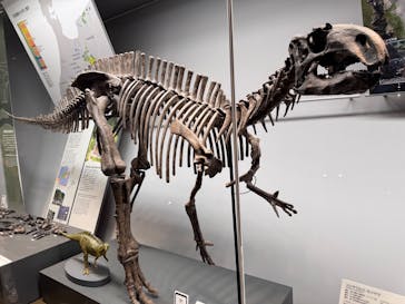 福井県立恐竜博物館に投稿された画像（2025/5/26）