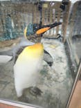 下田海中水族館に投稿された画像（2025/5/26）
