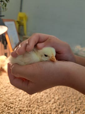 Moff アニマル カフェ イーアス 高尾店に投稿された画像（2025/5/26）