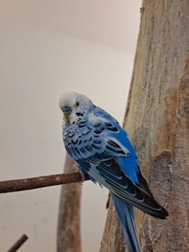 Moff アニマル カフェ イーアス 高尾店に投稿された画像（2025/5/26）