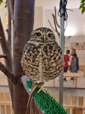 Moff アニマル カフェ イーアス 高尾店に投稿された画像（2025/5/26）