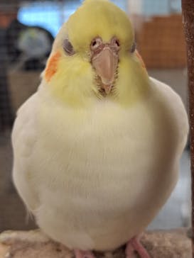 Moff アニマル カフェ イーアス 高尾店に投稿された画像（2025/5/26）