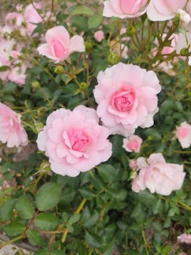 ぎふワールド・ローズガーデンに投稿された画像（2025/5/26）