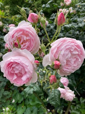 ACAO FORESTに投稿された画像（2025/5/26）