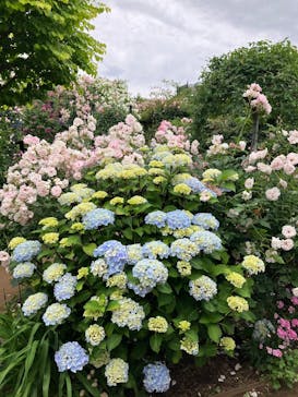 横浜イングリッシュガーデンに投稿された画像（2025/5/26）