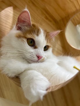 Cat Café MOFF イーアス沖縄豊崎店に投稿された画像（2025/5/26）