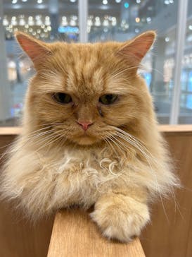 Cat Café MOFF イーアス沖縄豊崎店に投稿された画像（2025/5/26）